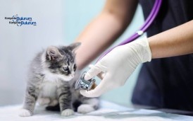 Konya 7/24 Açık Veterinerler | Acil Durum Nöbetçi Klinikler 2026