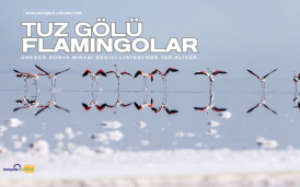 Tuz Gölü & Flamingolar